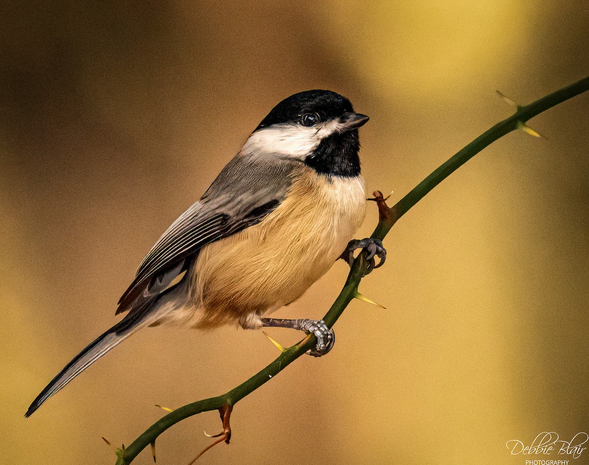 Carolina Chickadee - ML645160419