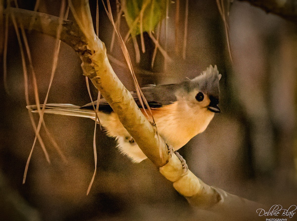Tufted Titmouse - ML645160420