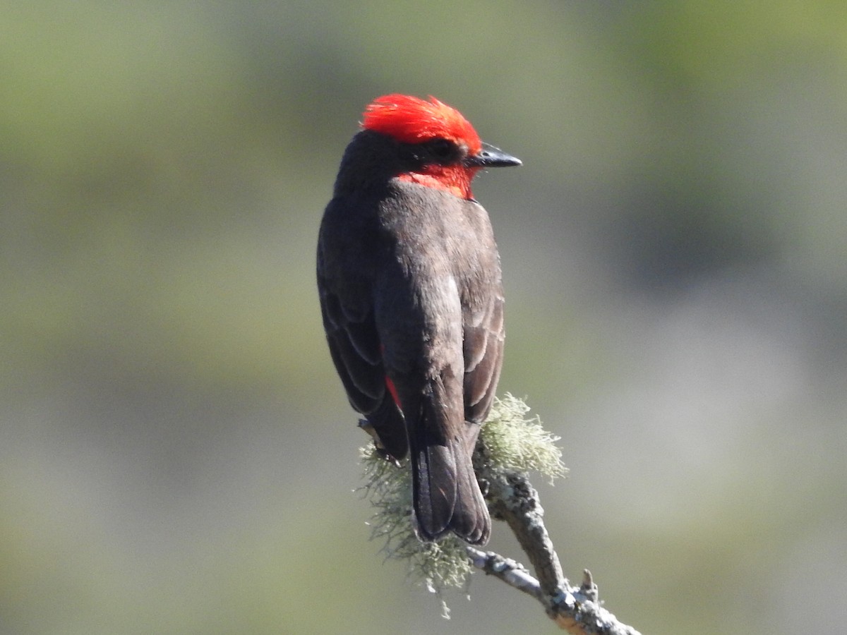 Vermilion Flycatcher - ML645160426