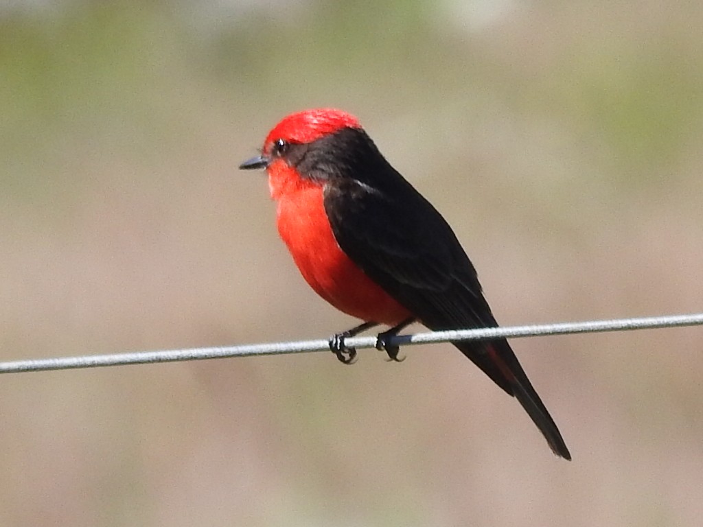 Vermilion Flycatcher - ML645160433
