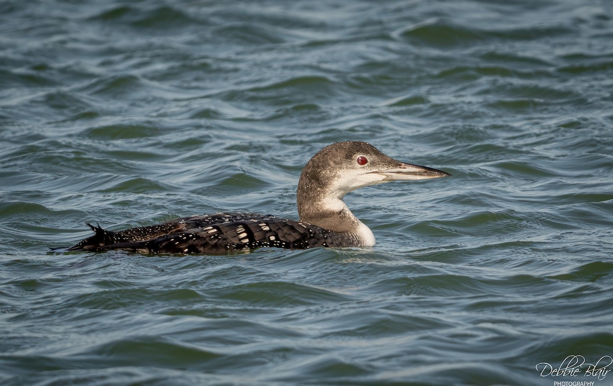 Common Loon - ML645160443