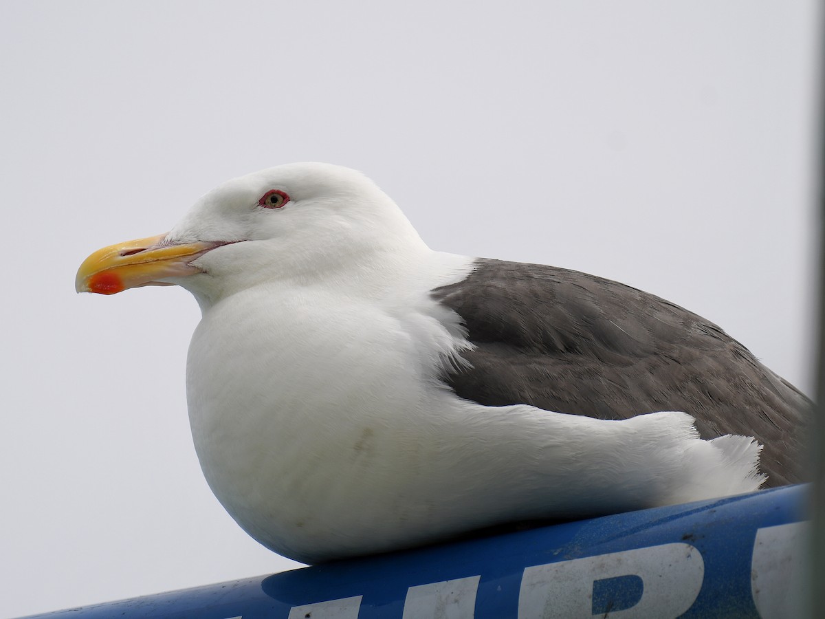 skifermåke - ML645160444