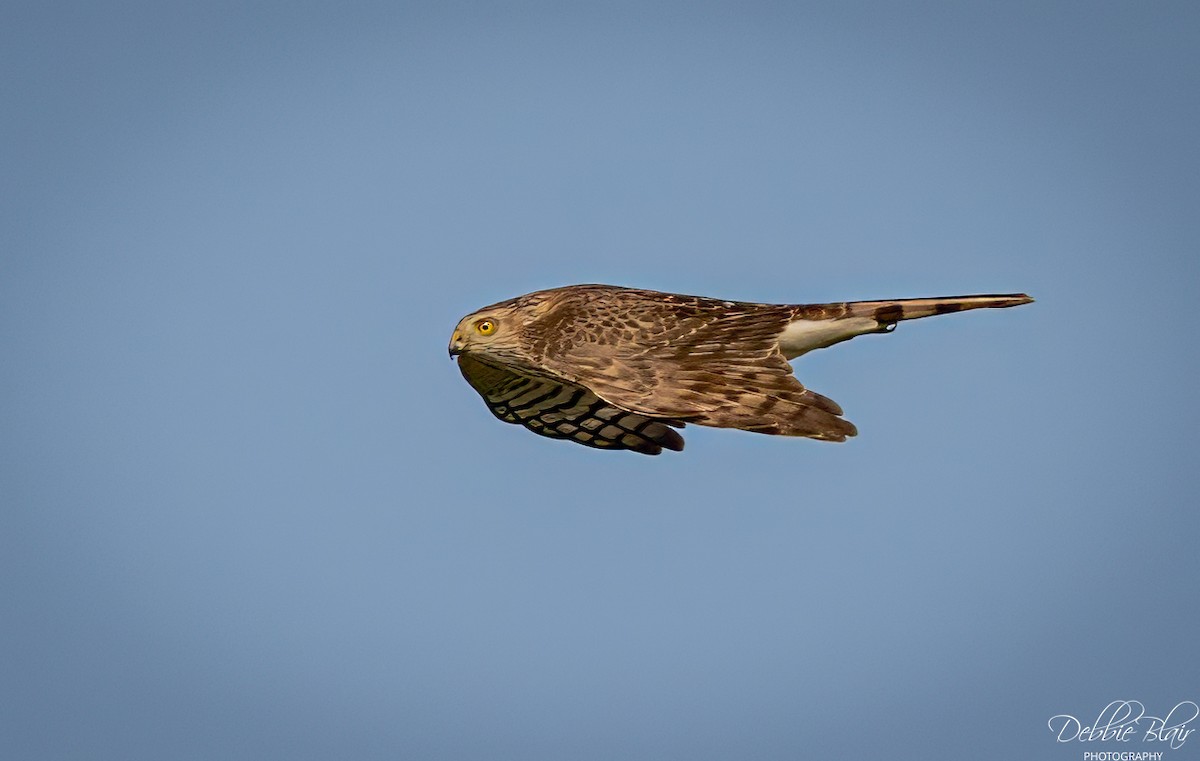 Northern Harrier - ML645160448