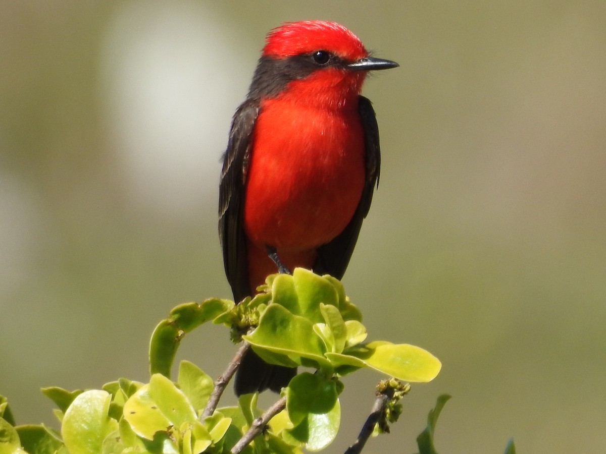 Vermilion Flycatcher - ML645160449
