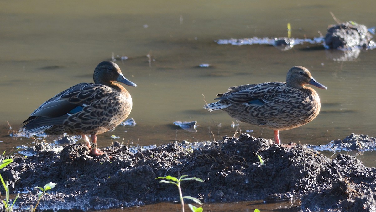 Hawaiian Duck - ML645160451