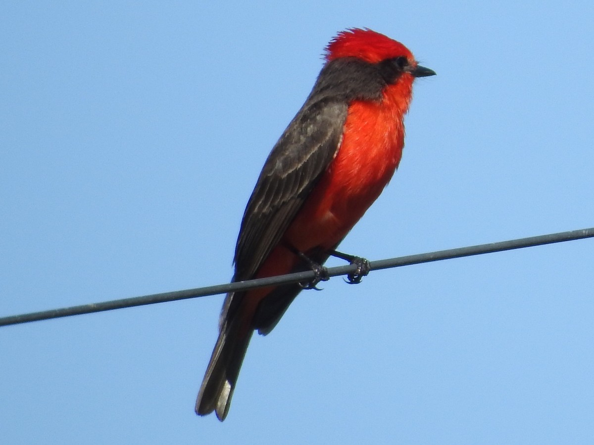 Vermilion Flycatcher - ML645160463