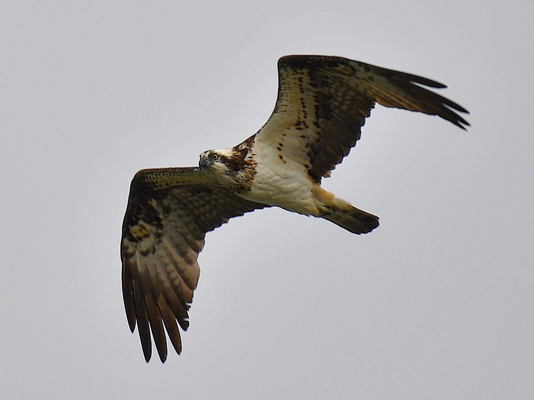 fiskeørn - ML645160465