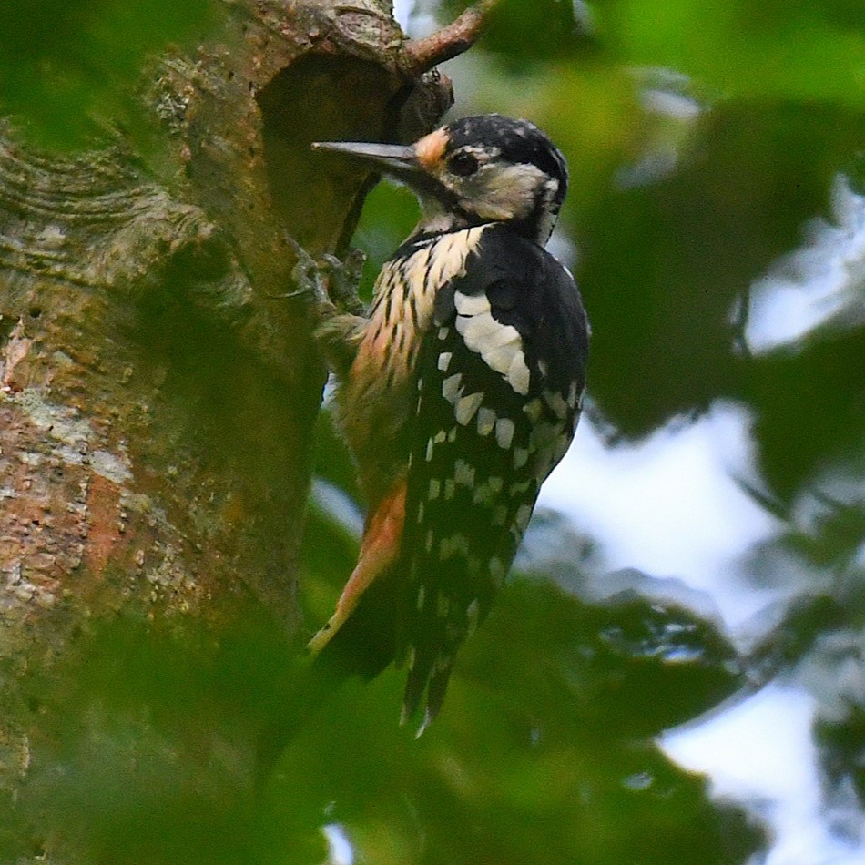 hvitryggspett - ML645160485