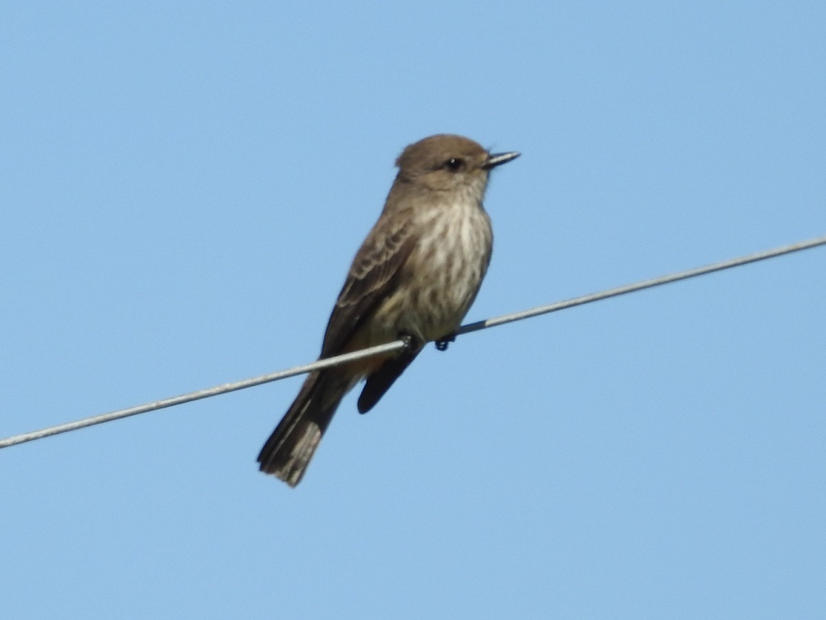 Vermilion Flycatcher - ML645160488