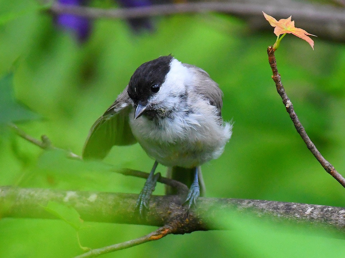 løvmeis - ML645160492