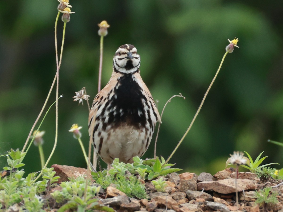 Rain Quail - ML645160493
