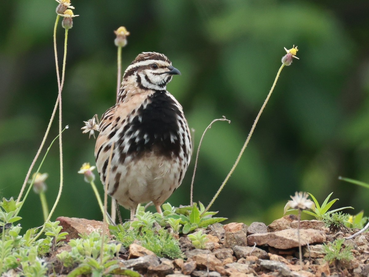 Rain Quail - ML645160494