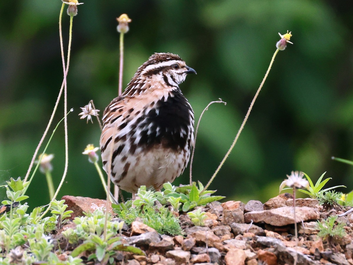 Rain Quail - ML645160495
