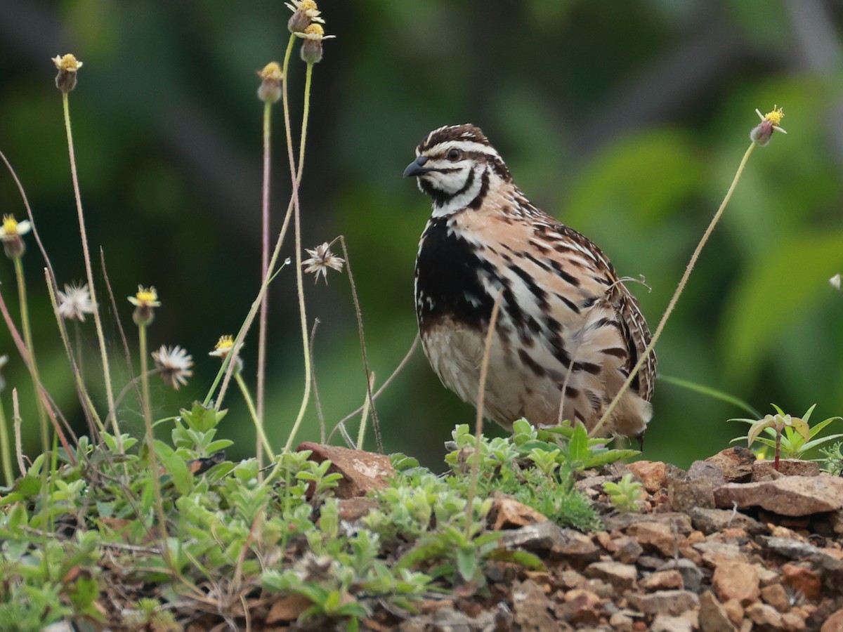 Rain Quail - ML645160496