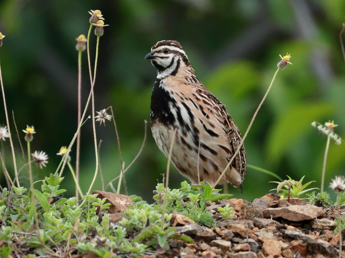Rain Quail - ML645160497