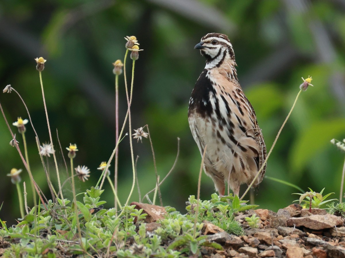 Rain Quail - ML645160498