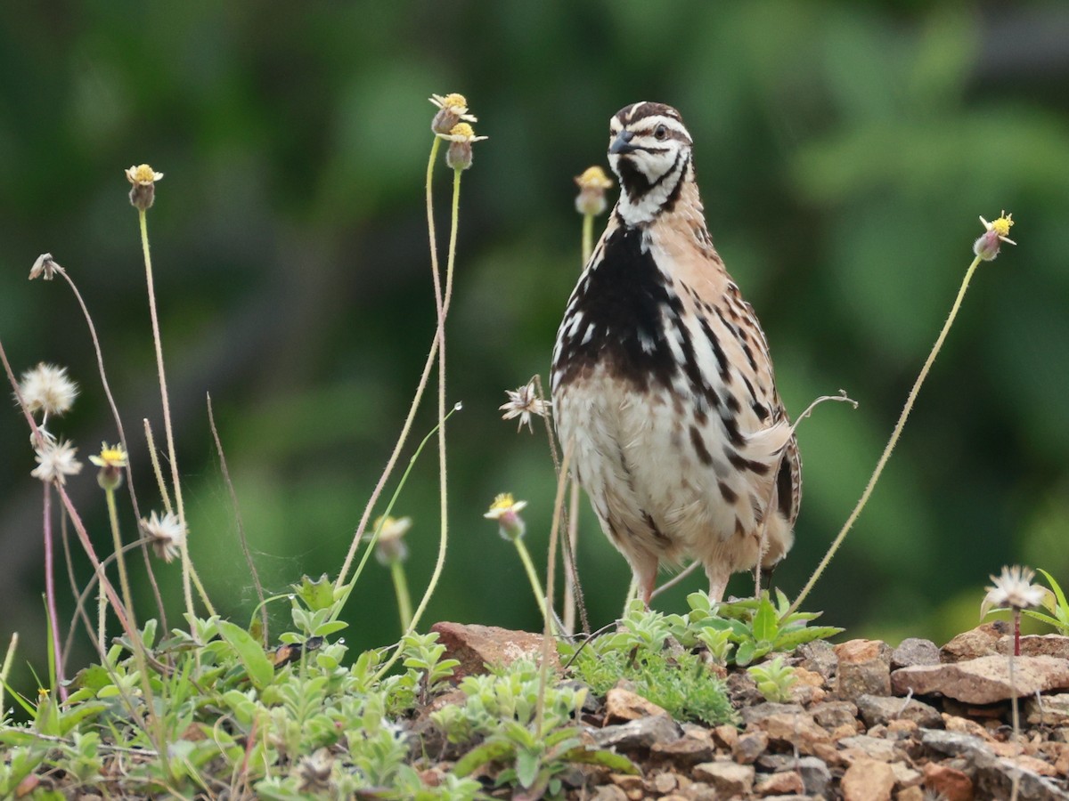 Rain Quail - ML645160499