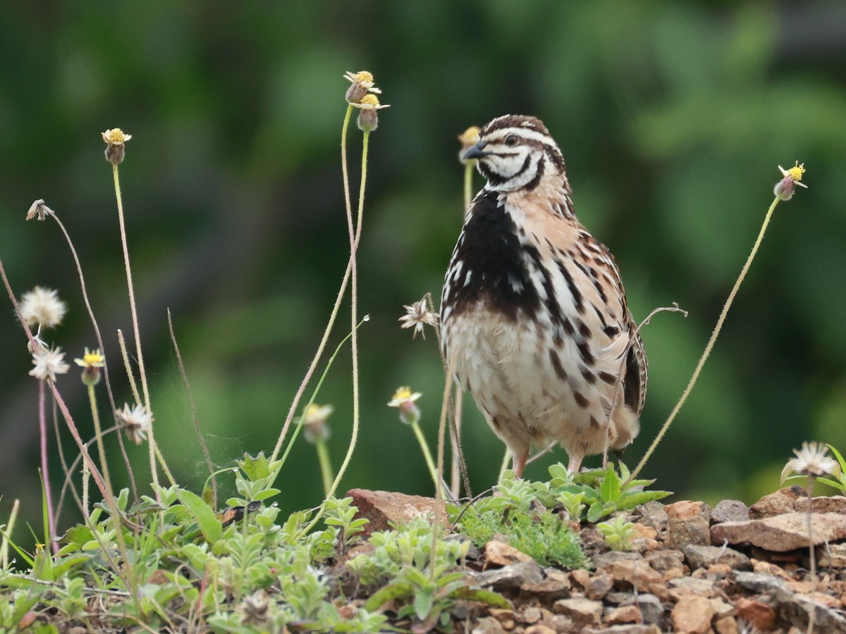 Rain Quail - ML645160500