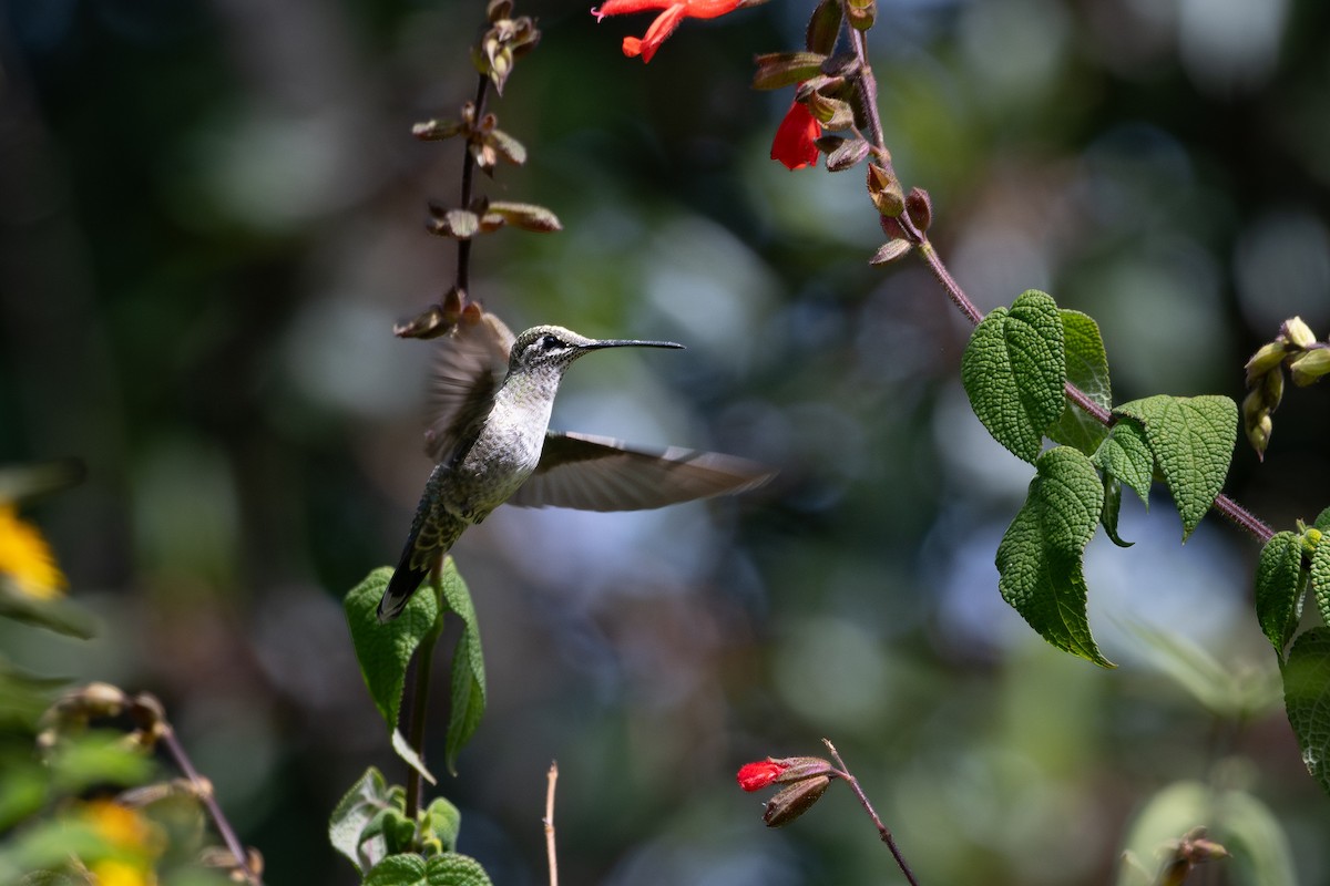 Rivoli's Hummingbird - ML645160501