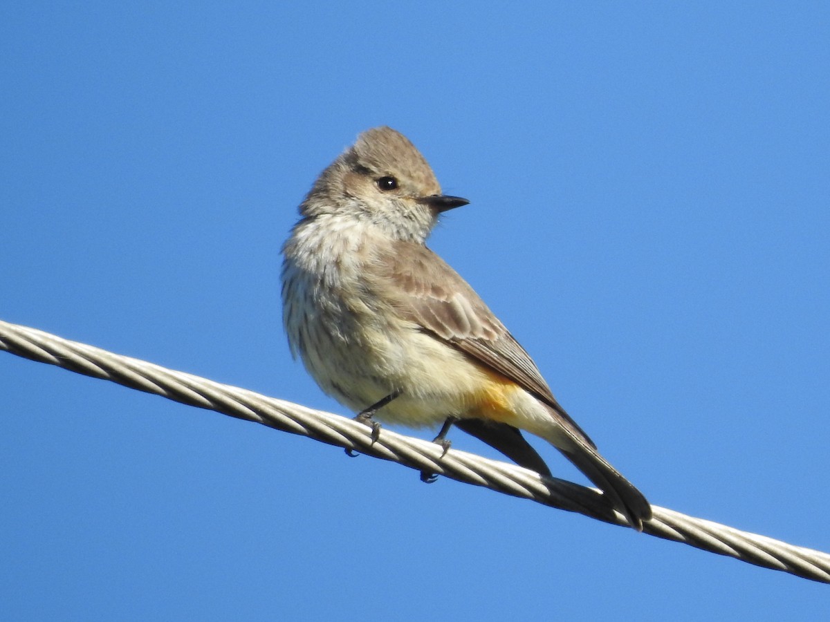 Vermilion Flycatcher - ML645160505
