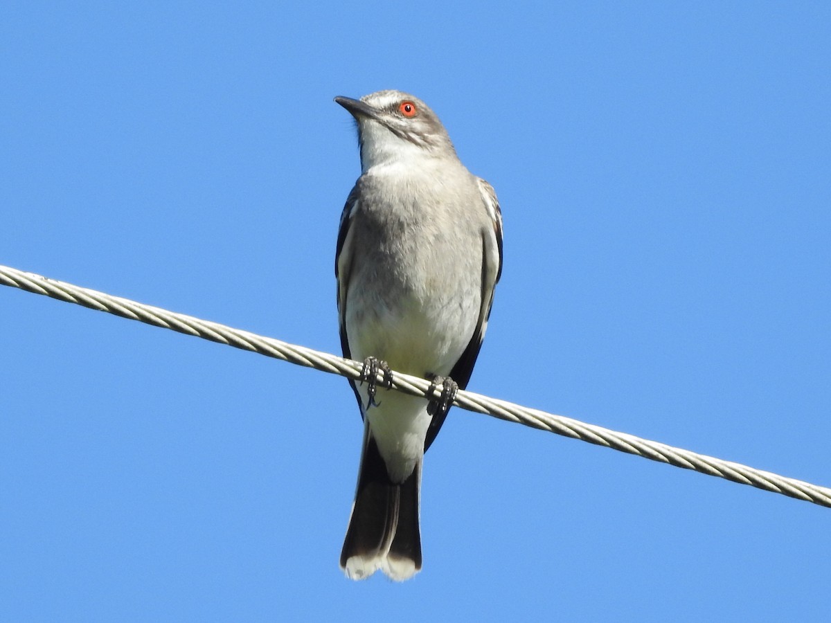 Gray Monjita - ML645160519