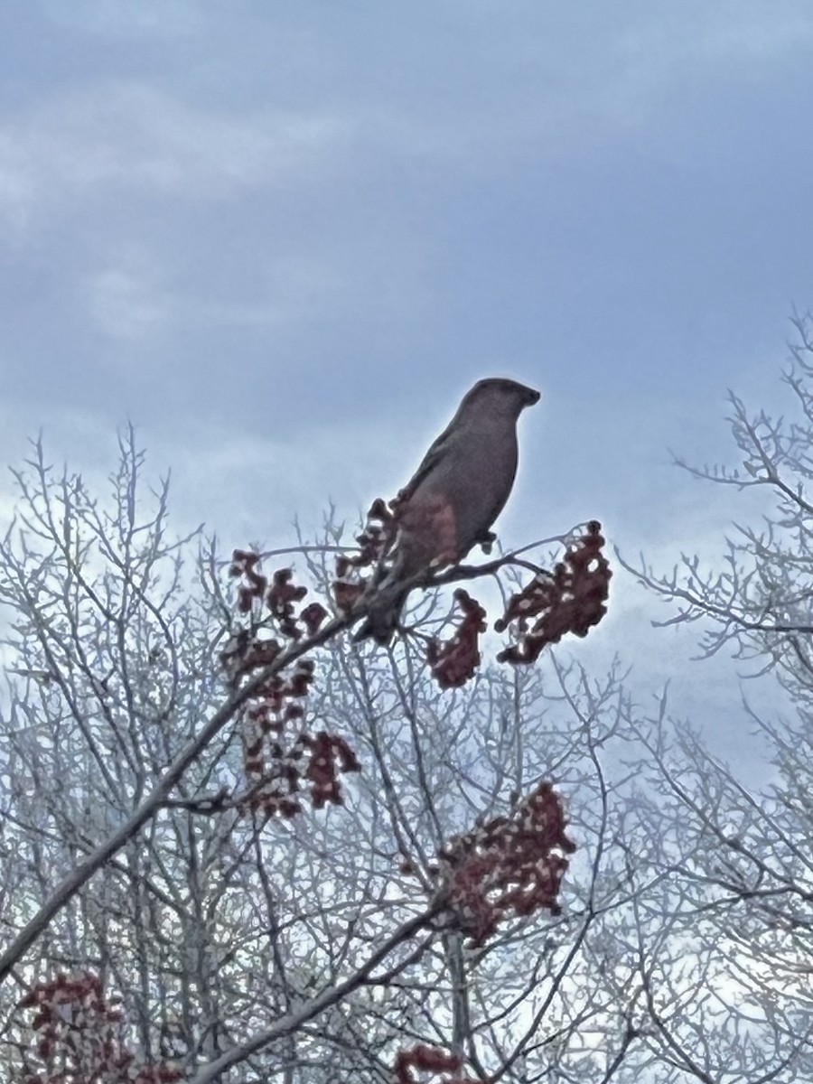 Pine Grosbeak - ML645160526