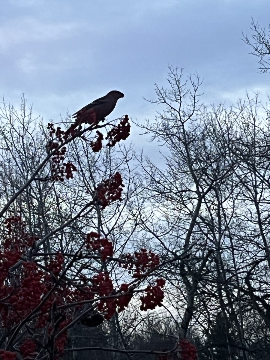 Pine Grosbeak - ML645160527