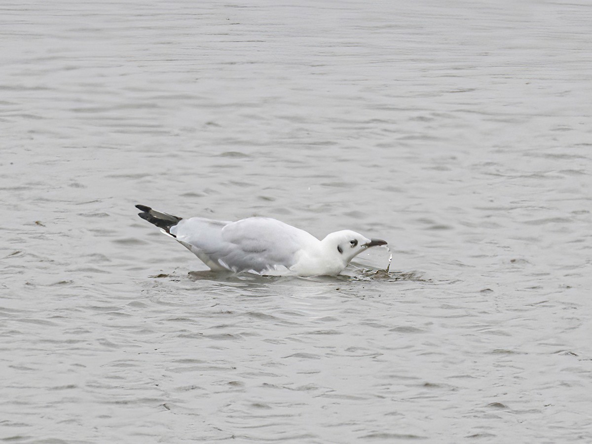 Andean Gull - ML645160538