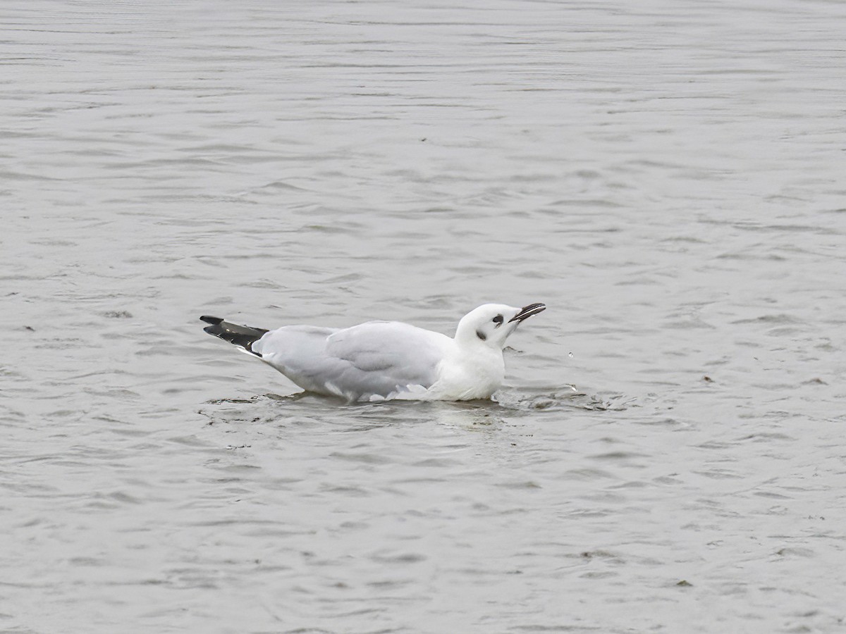 Andean Gull - ML645160539