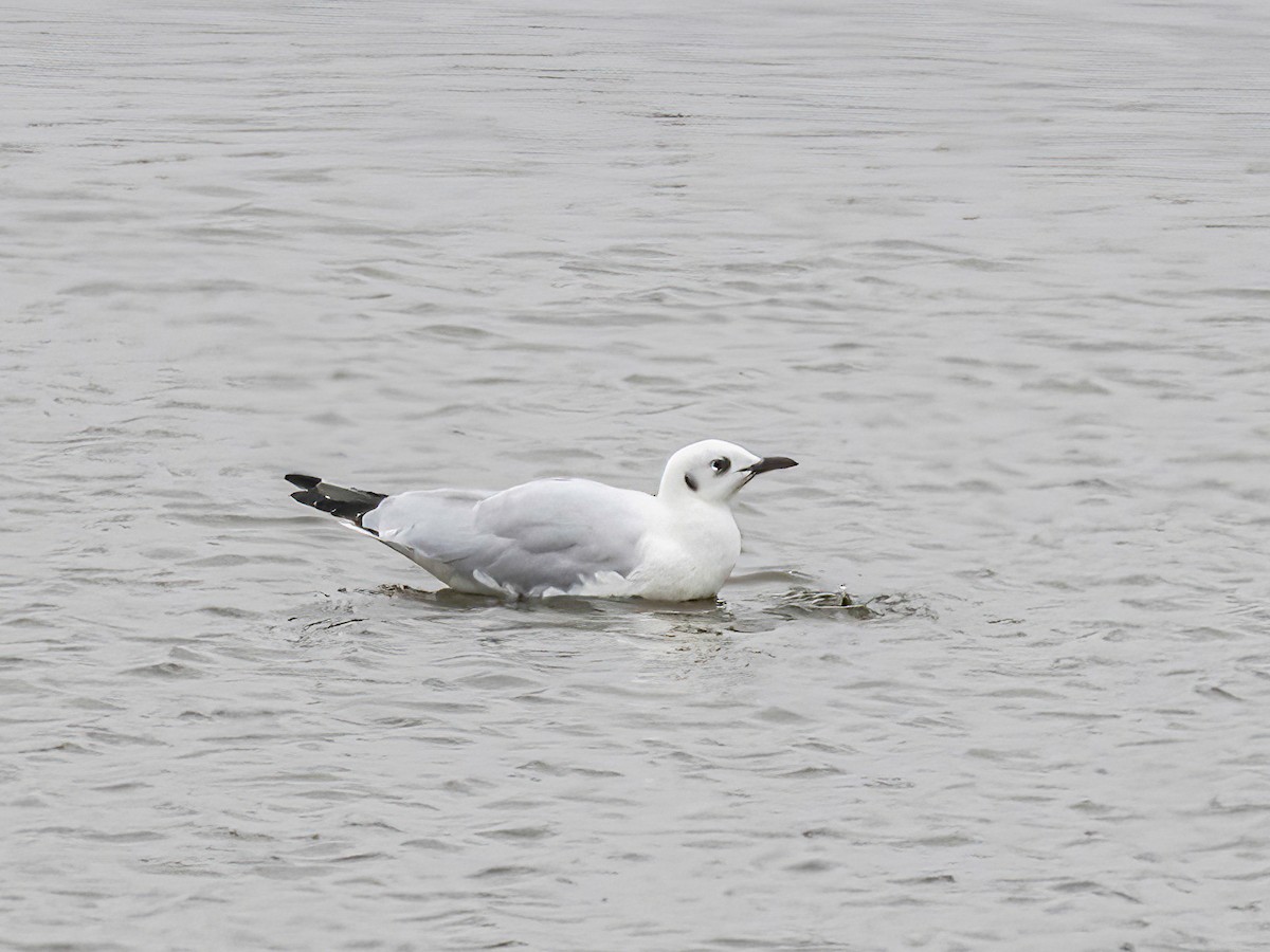 Andean Gull - ML645160540
