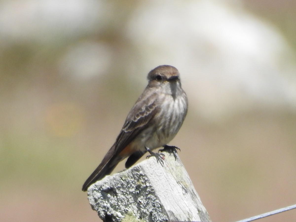 Vermilion Flycatcher - ML645160543