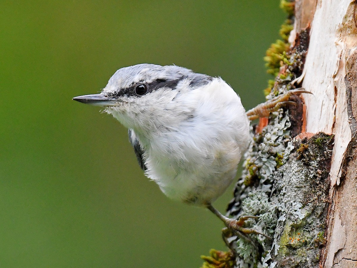 spettmeis - ML645160546