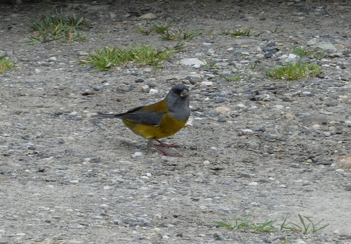 Patagonian Sierra Finch - ML645160567