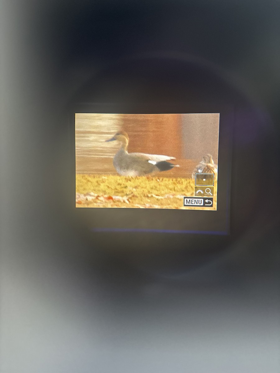 kopřivka obecná - ML645160568