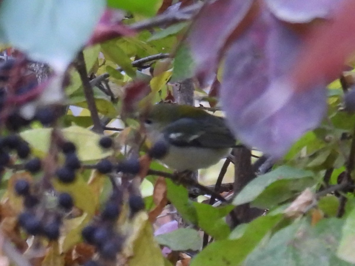 Northern Parula - ML645160569