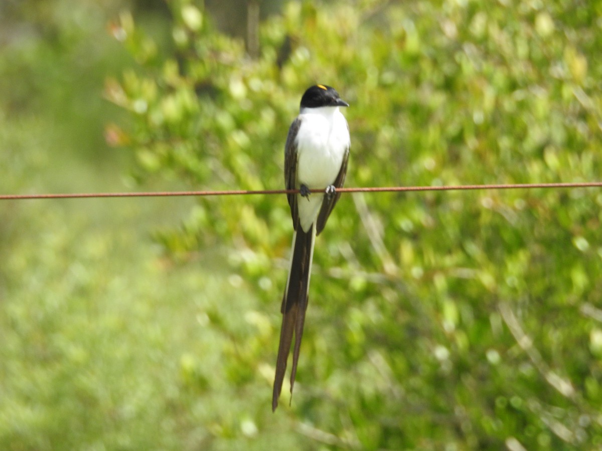 Fork-tailed Flycatcher - ML645160572