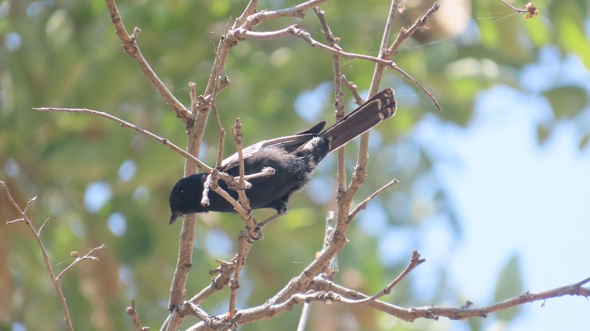 Southern Black-Tit - ML645160573