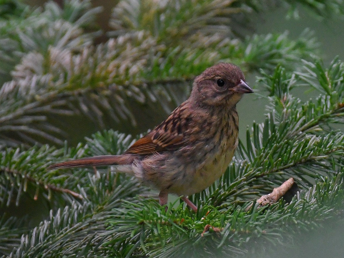 svartmaskespurv - ML645160575