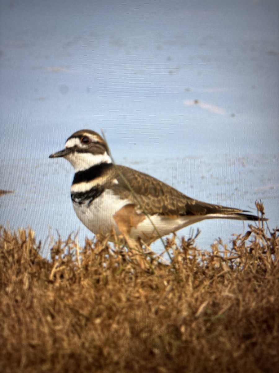 Killdeer - ML645160583