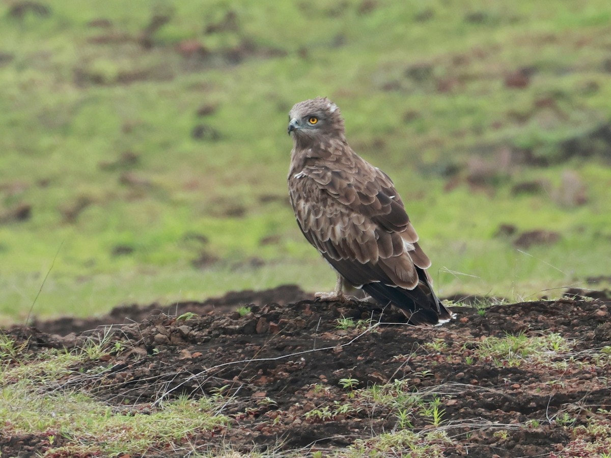 orlík krátkoprstý - ML645160584