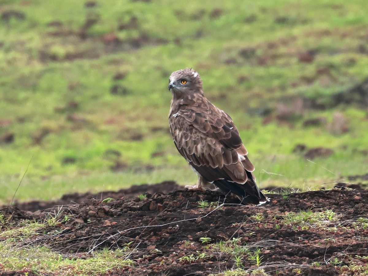 orlík krátkoprstý - ML645160585