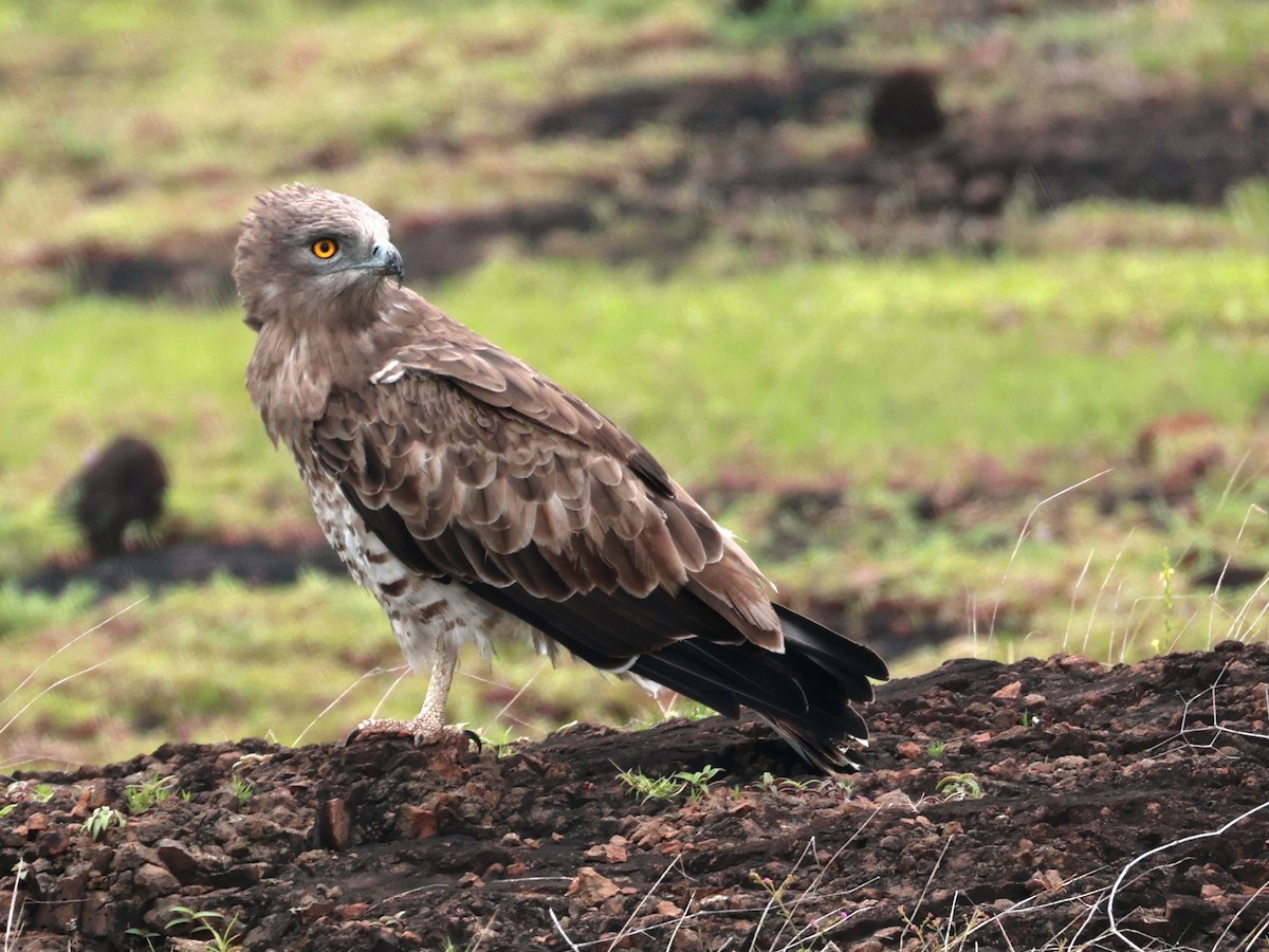 orlík krátkoprstý - ML645160586