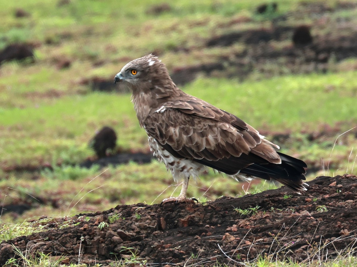 orlík krátkoprstý - ML645160587