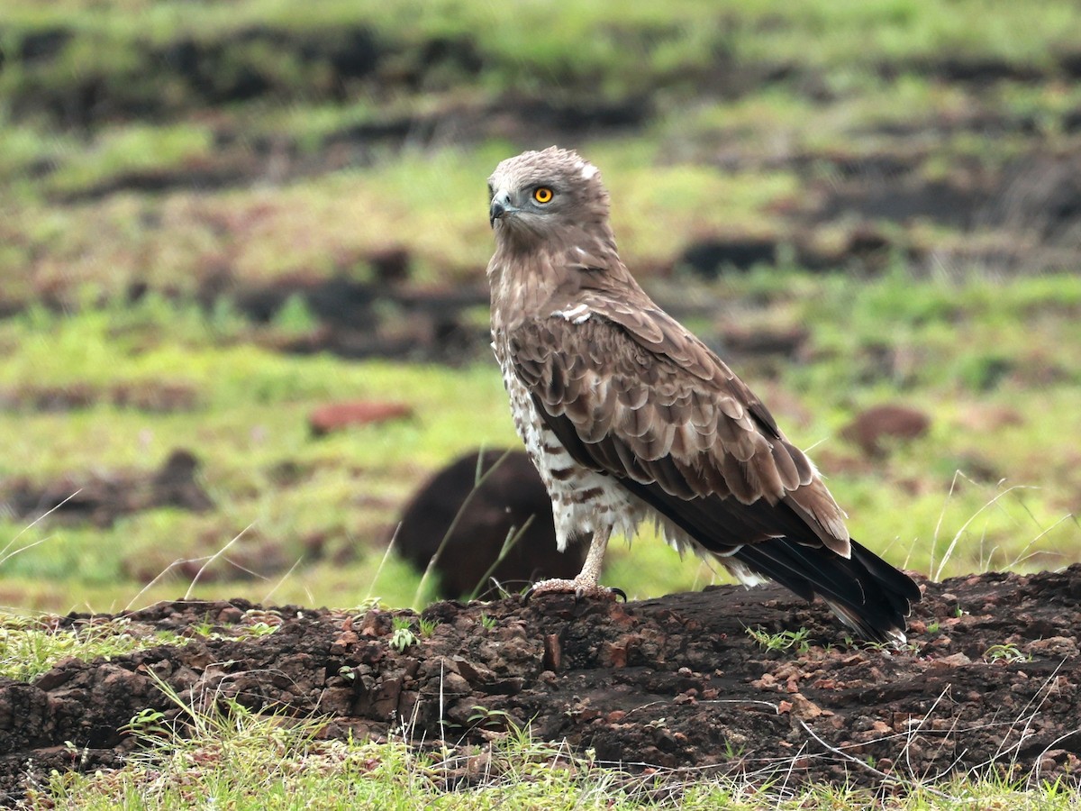 orlík krátkoprstý - ML645160588