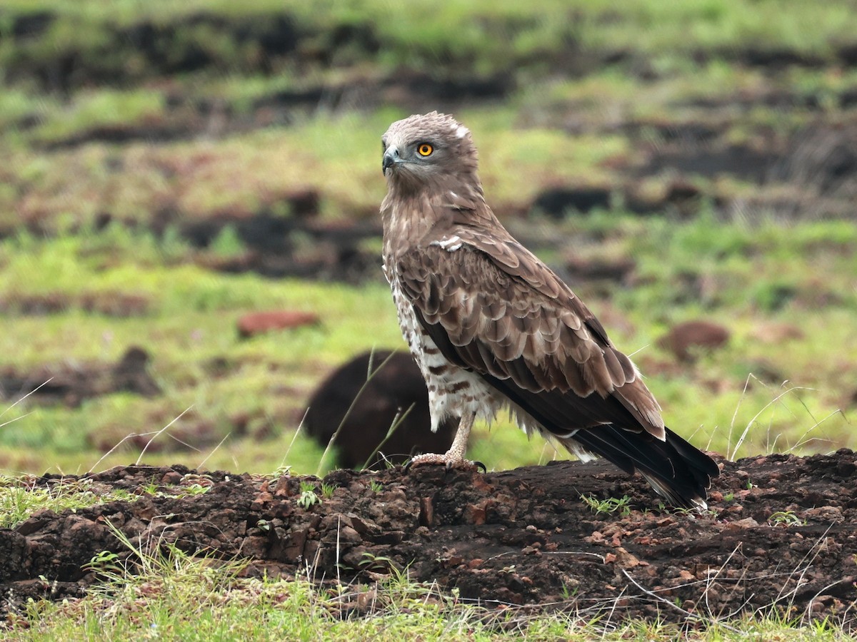 orlík krátkoprstý - ML645160589