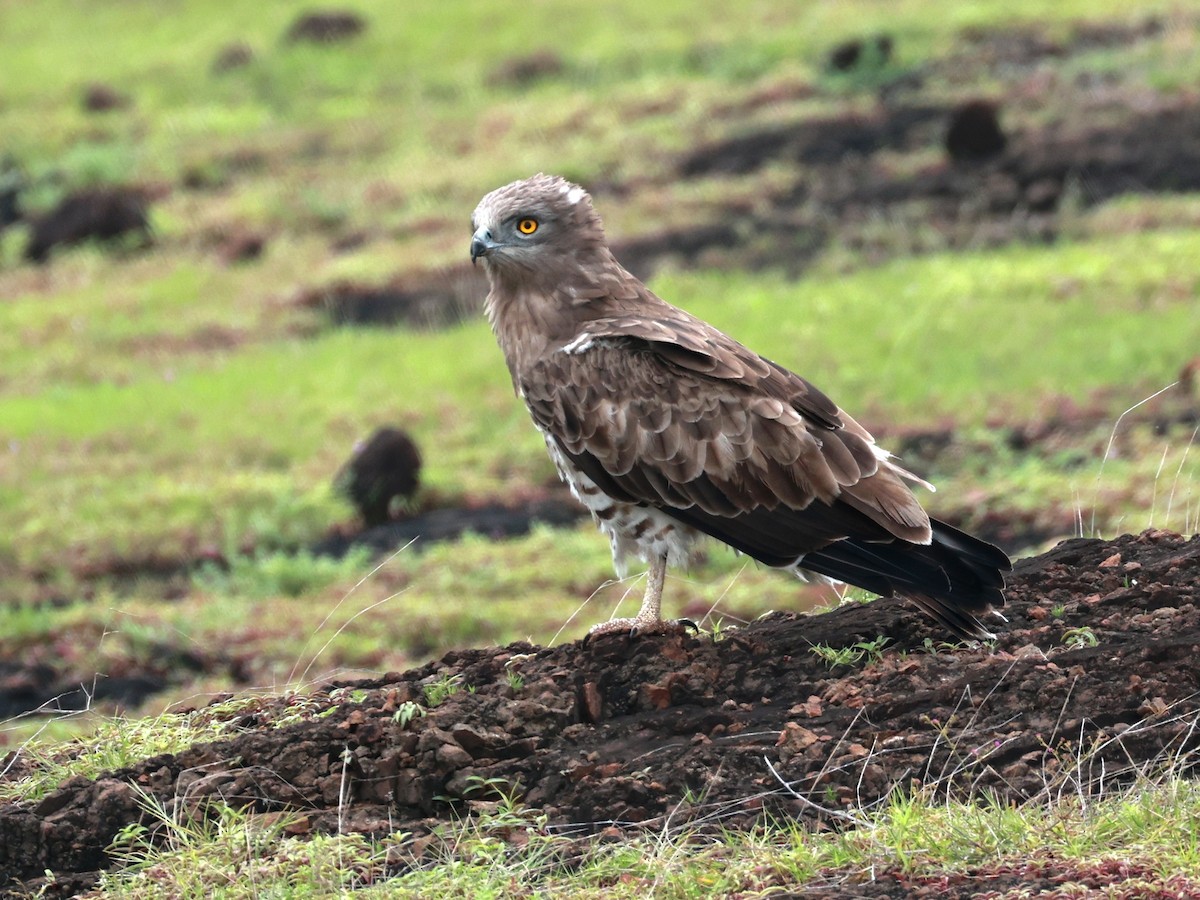 orlík krátkoprstý - ML645160590