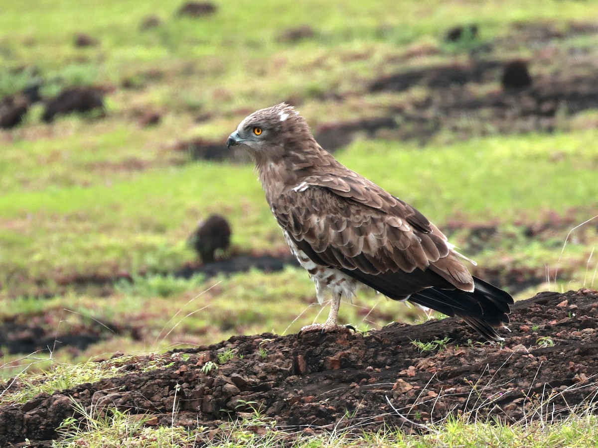 orlík krátkoprstý - ML645160591