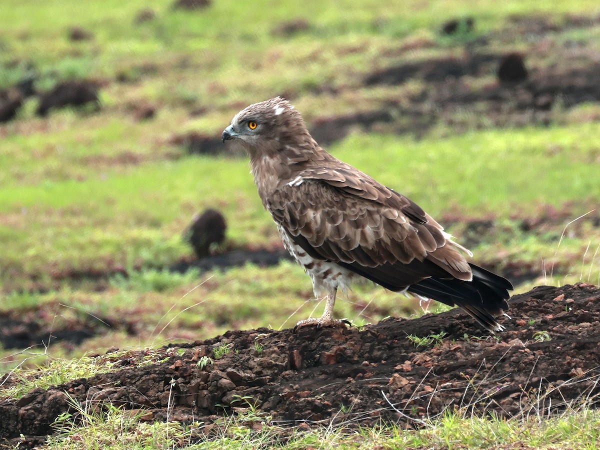 orlík krátkoprstý - ML645160592