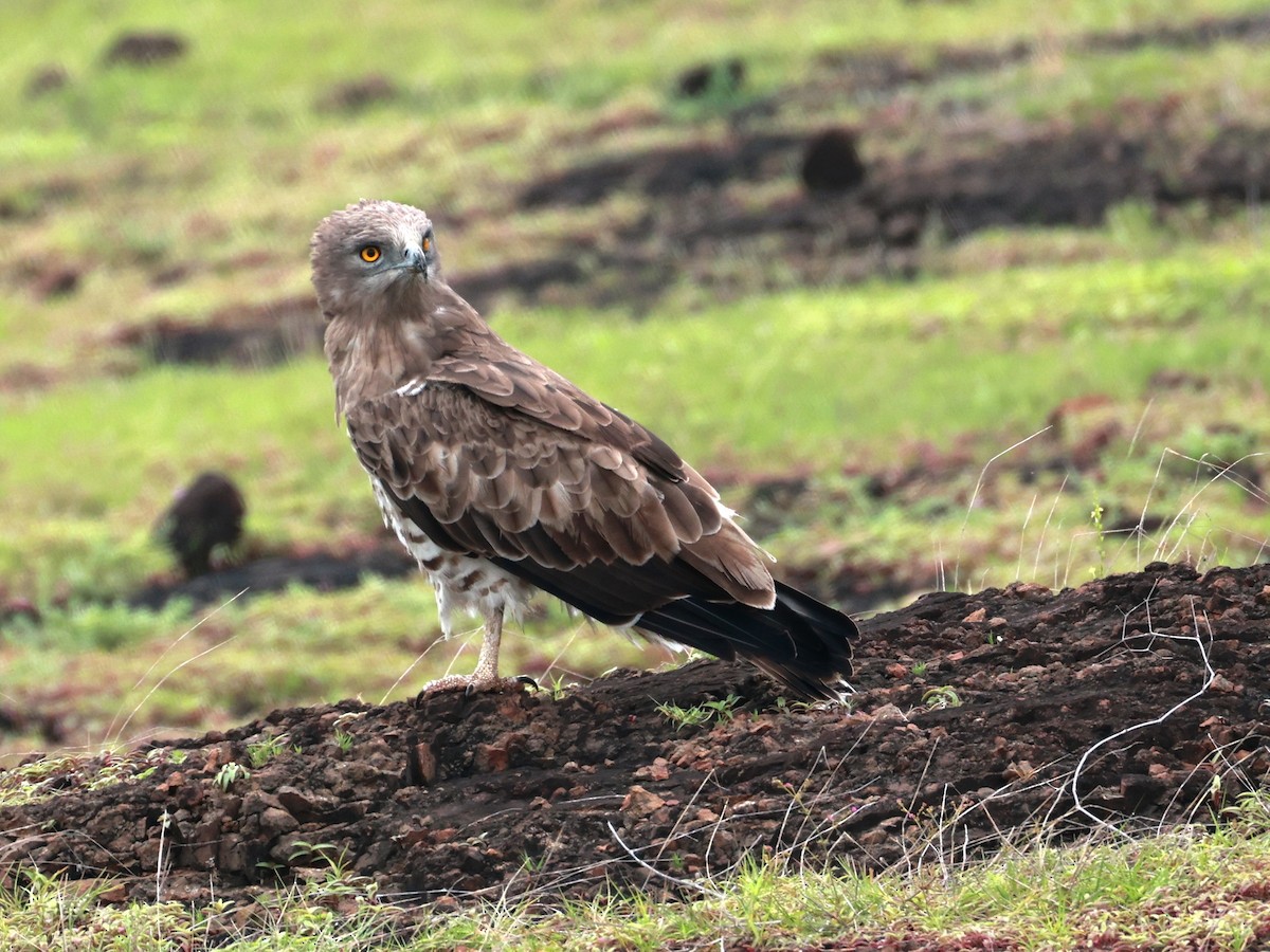 orlík krátkoprstý - ML645160593