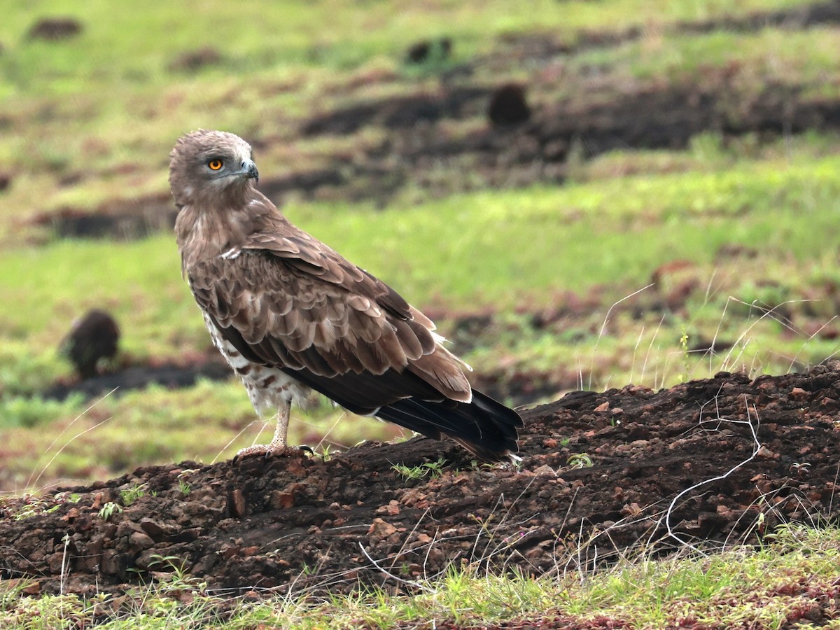 orlík krátkoprstý - ML645160594